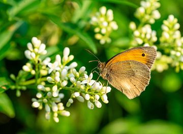 Kleine Wiesenvögelchen auf einer Blume von Animaflora PicsStock