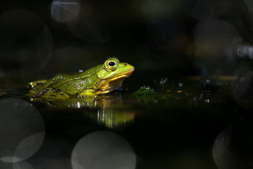 Grüner Frosch in schwarzem Wasser von Elles Rijsdijk