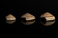 Shells
