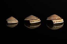 Shells by Paquita Six