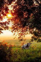 Cow in Dutch landscape meadow in autumn fog at sunrise