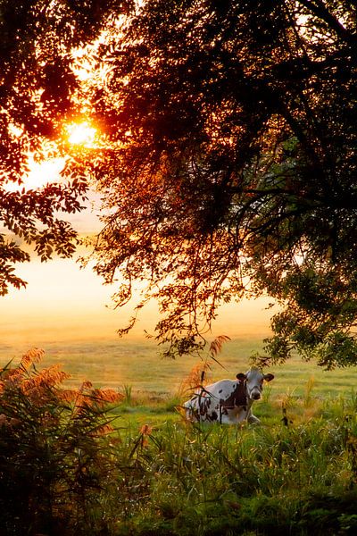 Vache dans un paysage néerlandais prairie dans le brouillard d'automne au lever du soleil par Jacoline van Dijk