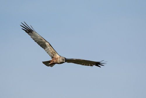 Vliegende bruine kiekendief