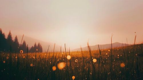 Soleil de fin d'été