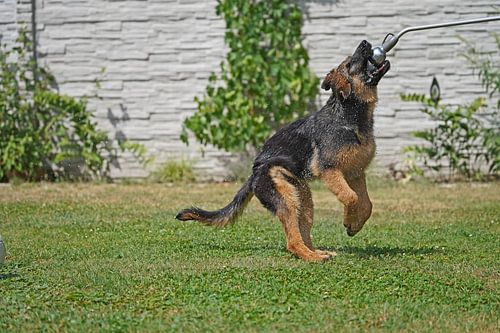 Schapenhond (puppy) speelt met water