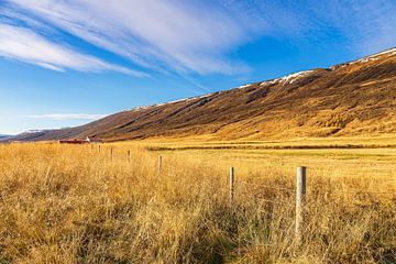 Landschap met gras in het oosten van IJsland