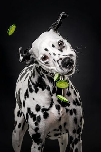 Hond met komkommer 3/3