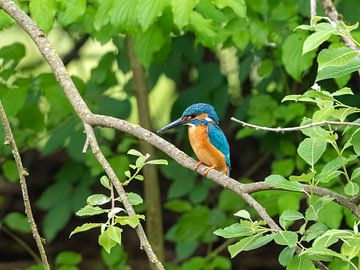 Eisvogel von Teresa Bauer