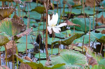 Witwaterbloei in de vijver