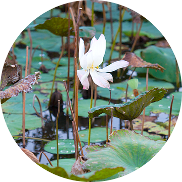 Een bijna witte lotusbloem van WeltReisender Magazin