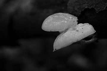Twee paddenstoeltjes in zwart-wit