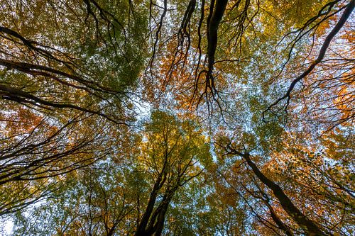 Baumspitzen abstrakt