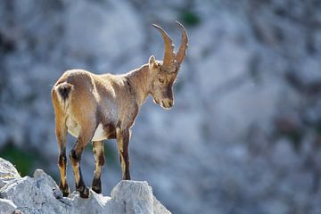 Steinbock von Dieter Meyrl