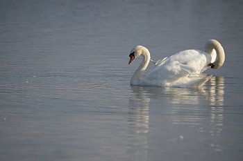 The Swan - 5
