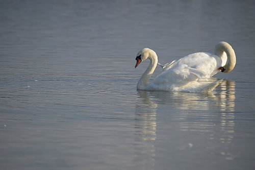Le Cygne - 5