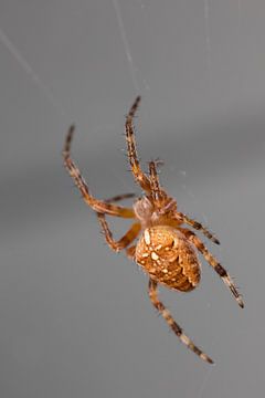 Kleine braune Spinne im Netz