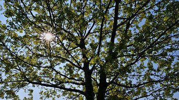 Boomkruin van een esdoorn in de lente met zon tegen het licht van Timon Schneider