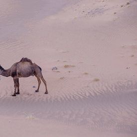 Camel in the desert van Frank de Groene
