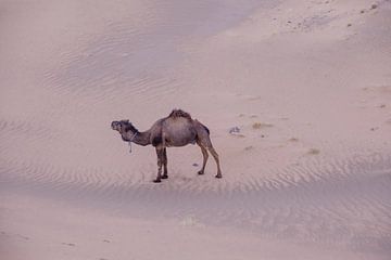 Un chameau dans le désert sur Frank de Groene