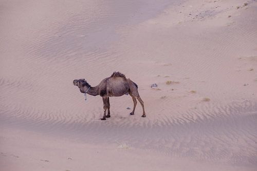 Kamel in der Wüste