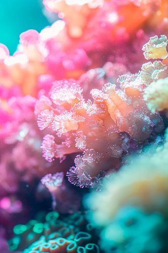Un monde de coraux aux couleurs vives