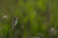 Rietzanger zingend tussen het riet