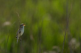 Rietzanger zingend tussen het riet