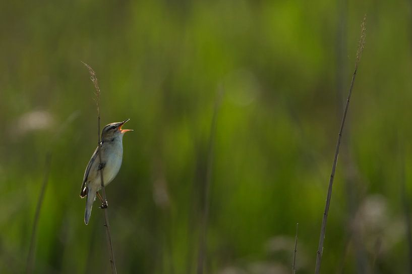Rietzanger zingend tussen het riet van Jan Jongejan