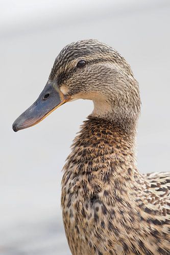 Portret van een wilde eend