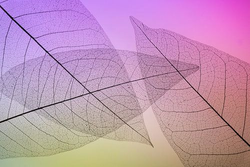 Kleurrijke skeletbladeren