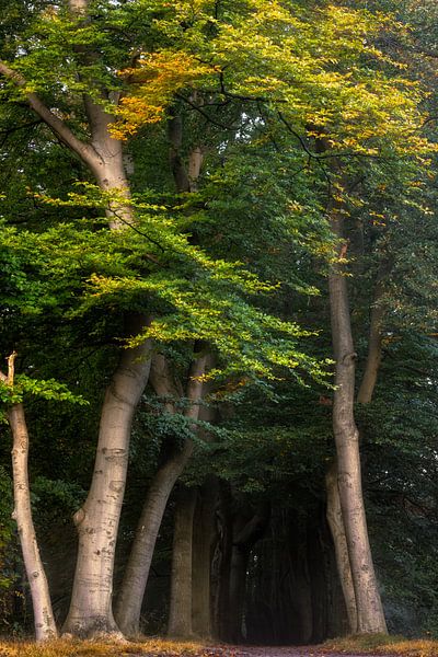 Autumnal vista de Bilt. by Richard Nell