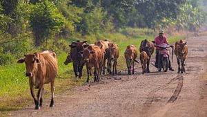 Landwirt mit Kühen in Malaysia.