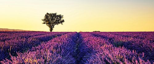 Lavender field
