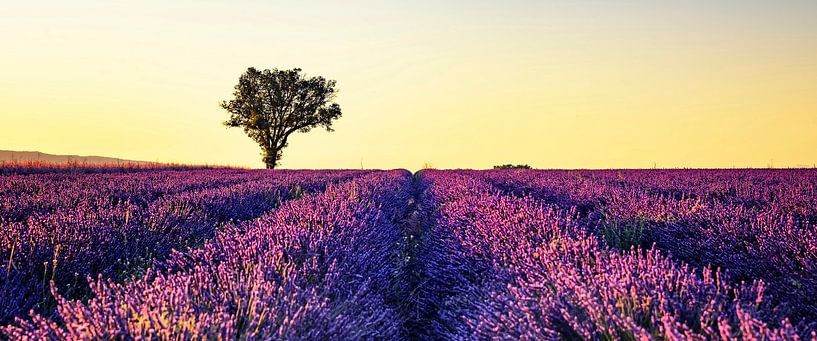 Lavender field by Manjik Pictures
