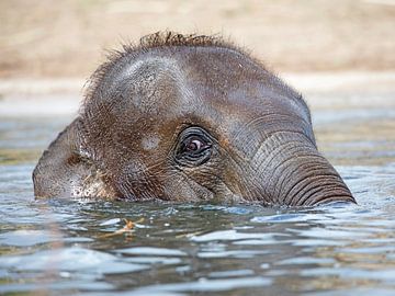 Elephant swimming in the water by Patrick van Bakkum