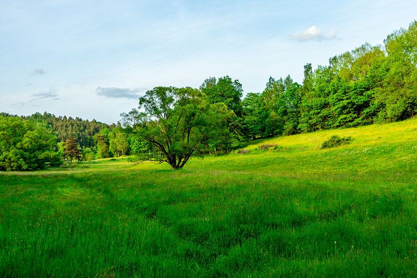Sommerliche Entdeckungstour durch den Thüringer Wald bei Steinbach-Hallenberg - Thüringen von Oliver Hlavaty