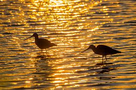 Grutto's met zonsondergang van Danny Slijfer Natuurfotografie