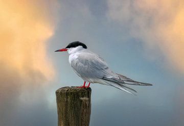 Common tern in pastel by Edwin Alexander