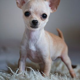 chihuahua puppy van emmie van der knokke