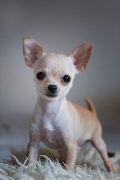 chihuahua puppy van emmie van der knokke