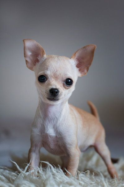 chihuahua puppy par emmie van der knokke