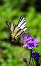 Schmetterling von Stijn Cleynhens Miniaturansicht