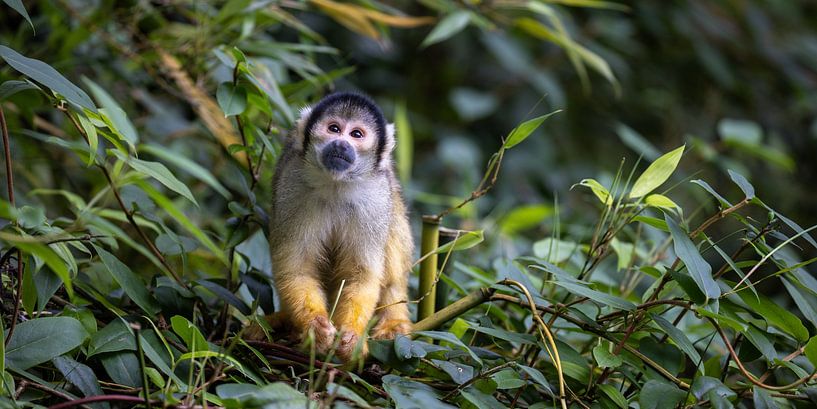 Singe écureuil dans les buissons en pleine lumière par Thijs Schouten