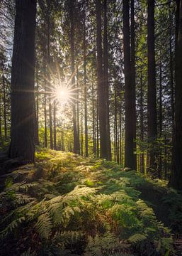 Forêt d'Acquerino. Arbres et fougères le matin. sur Stefano Orazzini