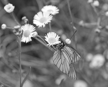 Veined white in black and white by Jose Lok