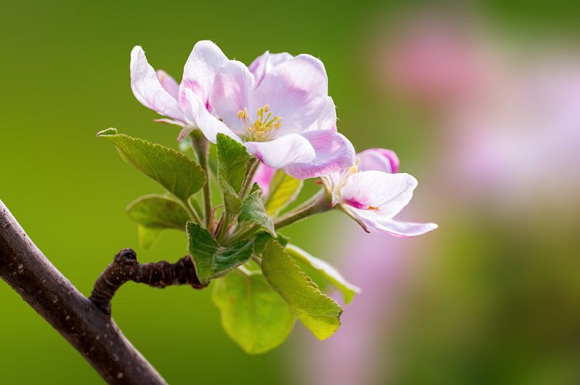 Branch with blossoms of an apple tree by Mario Plechaty Photography