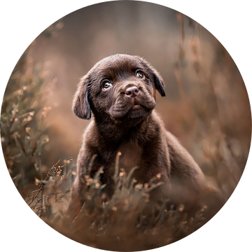 Labrador Retriever hond puppy in de heide moody van Lotte van Alderen