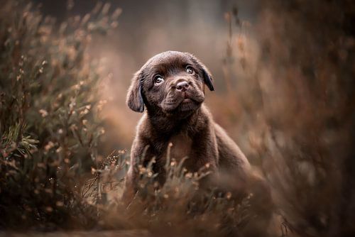 Labrador Retriever hond puppy in de heide moody