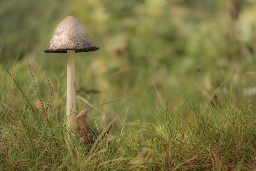 Champignon encreur écailleux par Moetwil en van Dijk - Fotografie