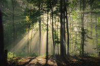 Overwhelmed in spring par Rob Visser Aperçu